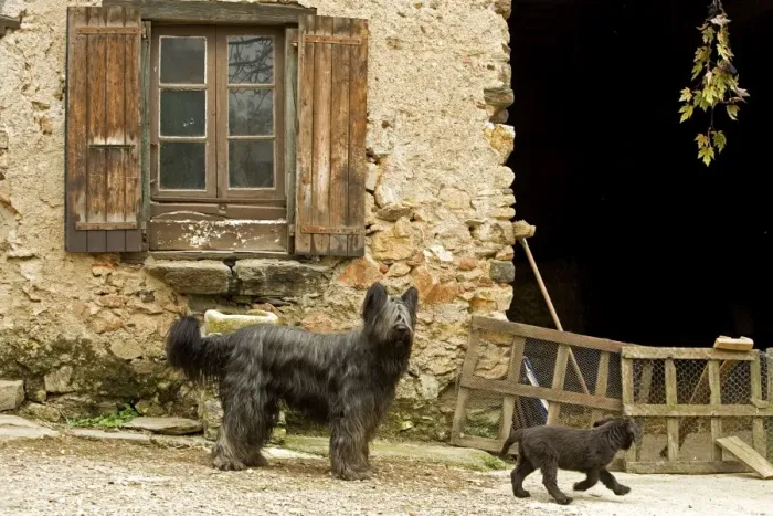 Framed Print : Dog - adult with puppy outside French house Framed Print : Dog - adult with puppy outside French house