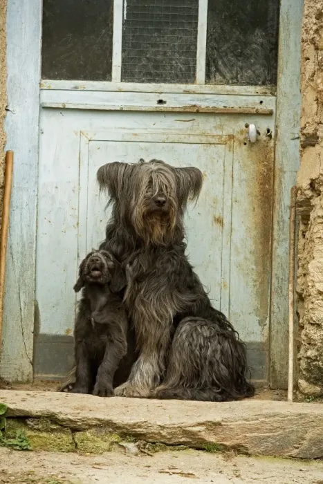 Framed Print : Dog - adult with puppy sitting outside French house Framed Print : Dog - adult with puppy sitting outside French house