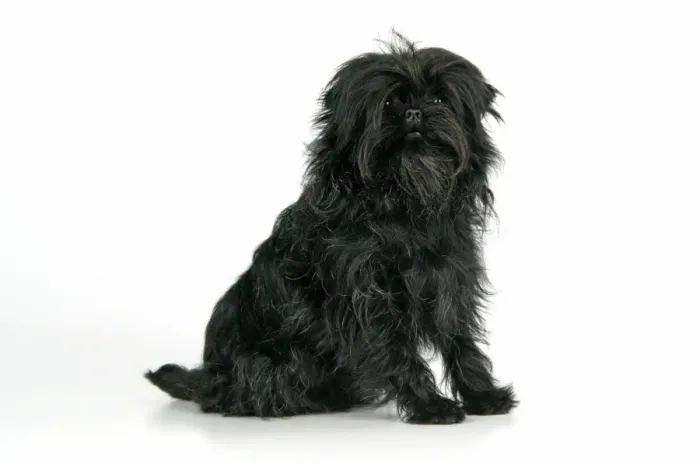 Framed Print : DOG. Affenpinscher Framed Print : DOG. Affenpinscher