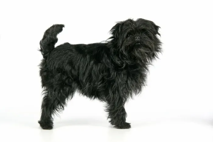 Framed Print : DOG. Affenpinscher Framed Print : DOG. Affenpinscher