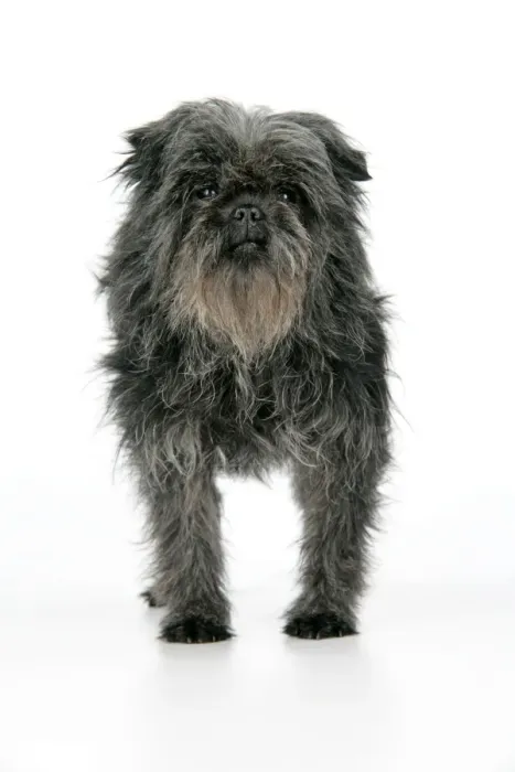 Framed Print : DOG. Affenpinscher Framed Print : DOG. Affenpinscher
