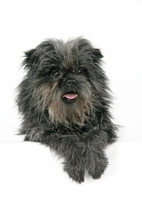 Framed Print : DOG. Affenpinscher Framed Print : DOG. Affenpinscher