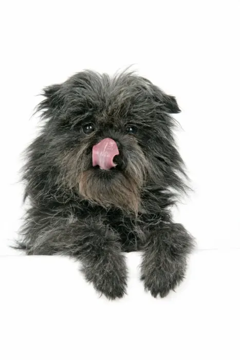 Framed Print : DOG. Affenpinscher Framed Print : DOG. Affenpinscher
