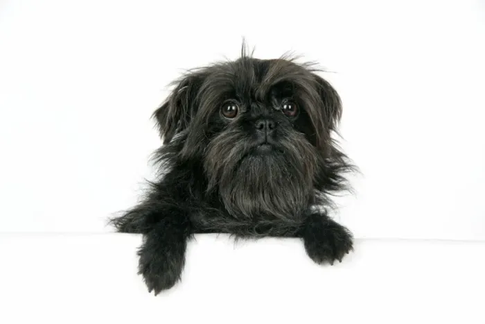 Framed Print : DOG. Affenpinscher Framed Print : DOG. Affenpinscher