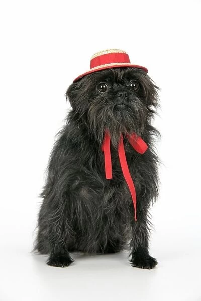 DOG. Affenpinscher with hat