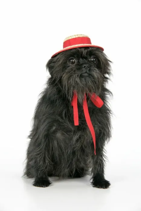 Framed Print : DOG. Affenpinscher with hat Framed Print : DOG. Affenpinscher with hat