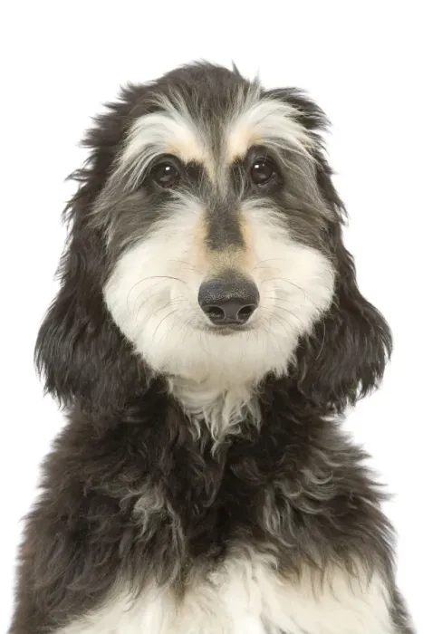 Framed Print : Dog - Afghan Hound Framed Print : Dog - Afghan Hound