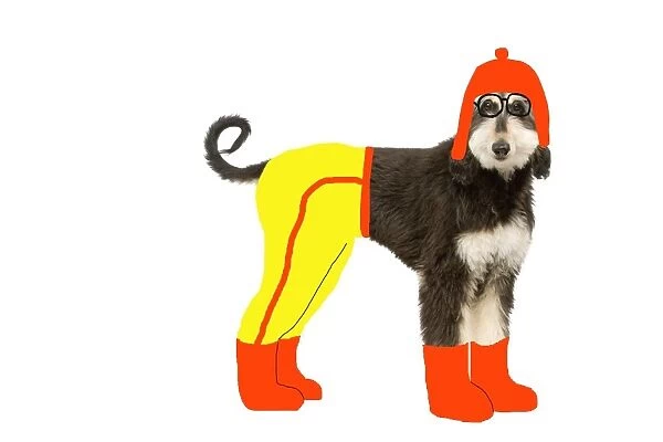 Dog - Afghan Hound puppy in studio wearing trousers, boots & hat