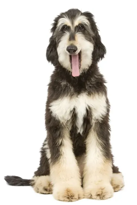 Framed Print : Dog - Afghan Hound - yawning Framed Print : Dog - Afghan Hound - yawning