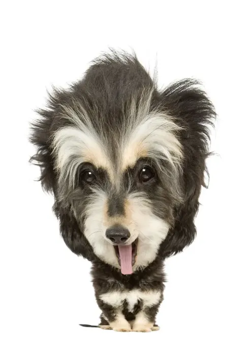 Framed Print : Dog - Afhgan - 6 month old puppy Manipulated Image (by photographer)