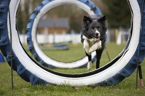 Dog Agility - Border Collie running and jumping through big tyres