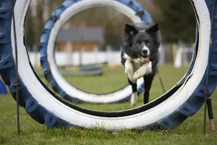 Framed Print : Dog Agility - Border Collie running and jumping through big tyres