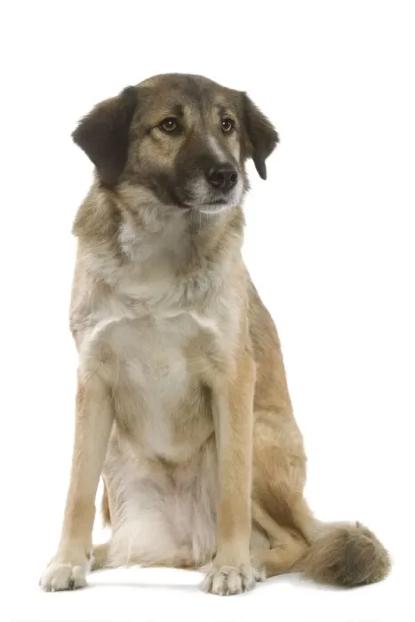 Framed Print : Dog - Aidi  /  Chien de L'Atlas (Morocco)