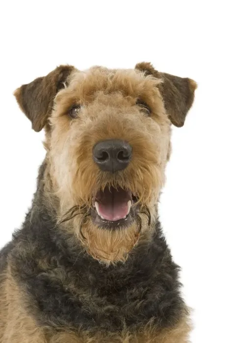Framed Print : Dog - Airedale Terrier Framed Print : Dog - Airedale Terrier