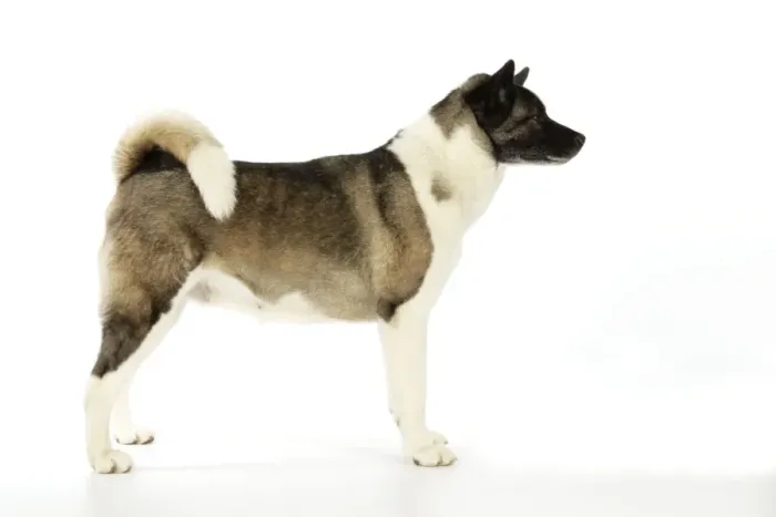 Framed Print : Dog. Akita
