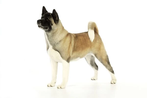 Dog. Akita