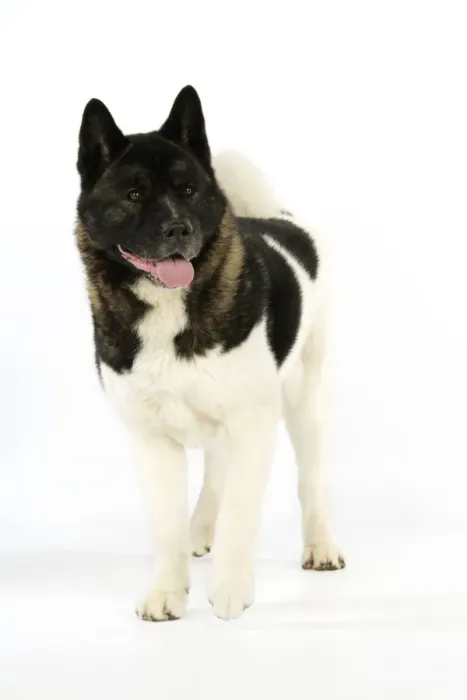 Framed Print : Dog. Akita Framed Print : Dog. Akita