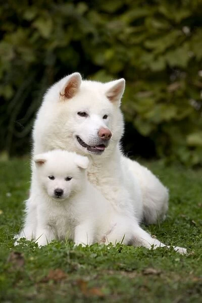 Dog - Akita  /  Akita Inu - adult & puppy. Also known as Japanese Akita
