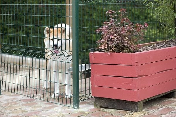 Dog - Akita  /  Akita Inu - in dog run  /  cage. Also known as Japanese Akita