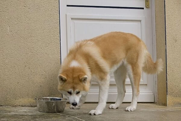Dog - Akita  /  Akita Inu - drinking from water bowl. Also known as Japanese Akita