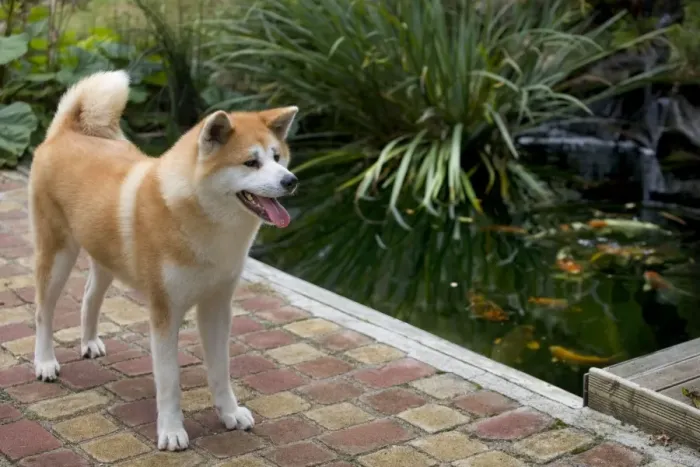 Framed Print : Dog - Akita / Akita Inu - by fishpond. Also known as Japanese Akita Framed Print : Dog - Akita / Akita Inu - by fishpond. Also known as Japanese Akita