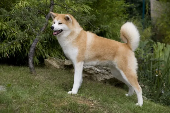 Framed Print : Dog - Akita / Akita Inu. Also known as Japanese Akita Framed Print : Dog - Akita / Akita Inu. Also known as Japanese Akita