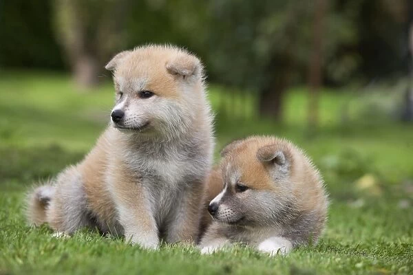 Dog - Akita  /  Akita Inu - puppies. Also known as Japanese Akita