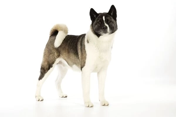 Dog. Akita Digital Manipulation: replaced left eye