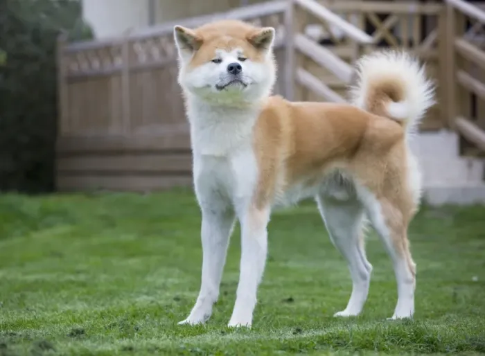 Framed Print : Dog - Akita Inu