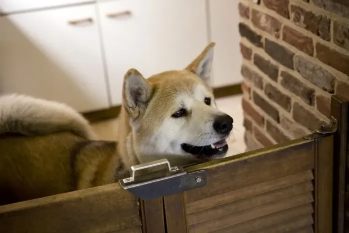 Framed Print : Dog - Akita Inu in kitchen Framed Print : Dog - Akita Inu in kitchen