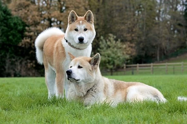 Dog - Akita Inu - old and young dog