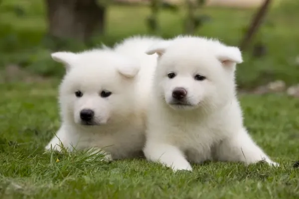 Akita Inu Puppies in Garden Print Art Prints, Posters