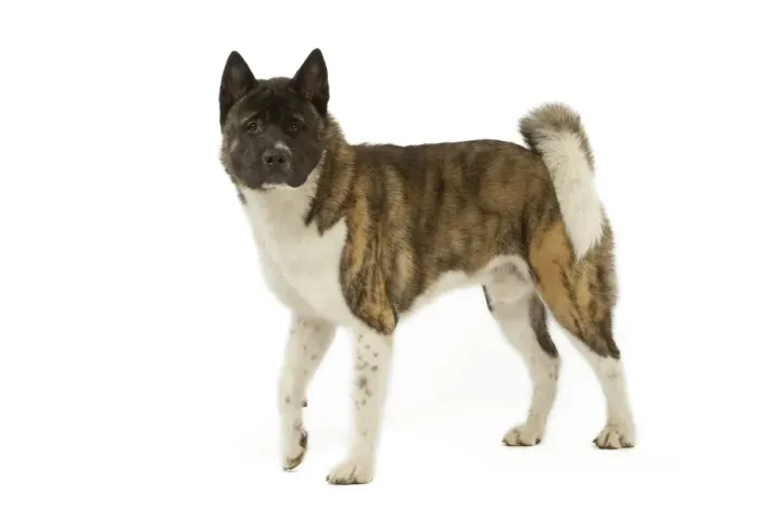 Framed Print : Dog - American Akita Framed Print : Dog - American Akita