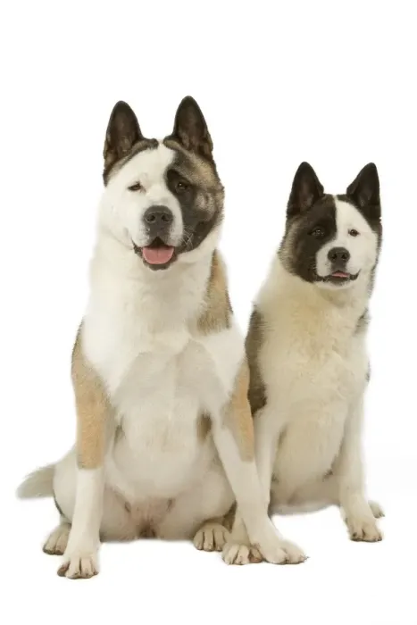 Framed Print : Dog - American Akitas