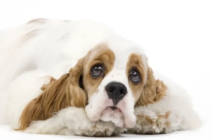 Framed Print : Dog - American Cocker Spaniel Framed Print : Dog - American Cocker Spaniel