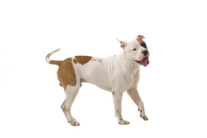 Framed Print : Dog - American Staffordshire Terrier Framed Print : Dog - American Staffordshire Terrier