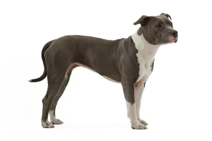 Framed Print : Dog - American Staffordshire Terrier Framed Print : Dog - American Staffordshire Terrier