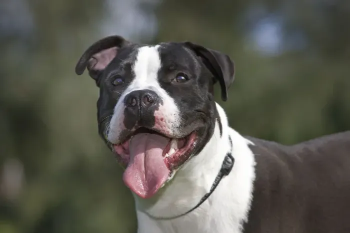 Framed Print : Dog - American Staffordshire Terrier Framed Print : Dog - American Staffordshire Terrier