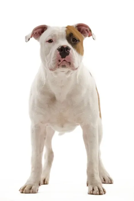 Framed Print : Dog - American Staffordshire Terrier Framed Print : Dog - American Staffordshire Terrier