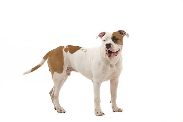 Dog - American Staffordshire Terrier