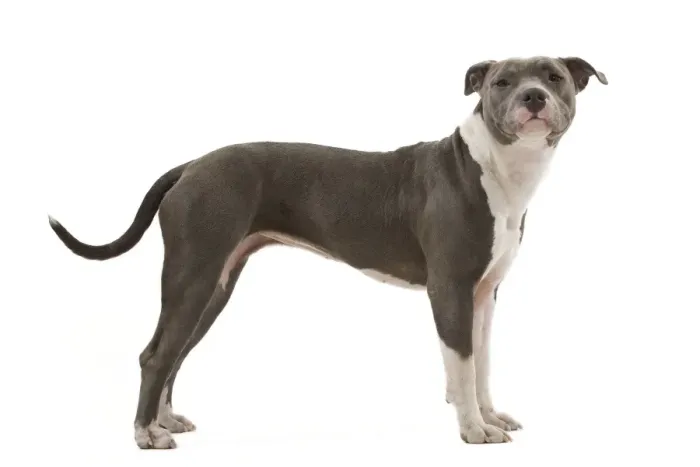 Framed Print : Dog - American Staffordshire Terrier Framed Print : Dog - American Staffordshire Terrier