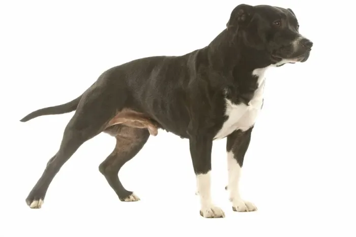 Framed Print : Dog - American staffordshire terrier in studio Framed Print : Dog - American staffordshire terrier in studio