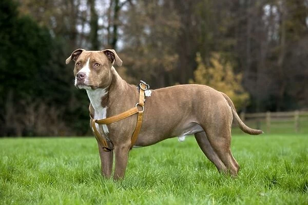 Dog - American Staffordshire Terrier - wearing harness
