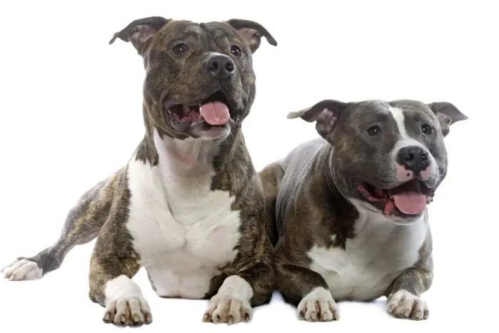 Framed Print : Dog - American Staffordshire Terriers Framed Print : Dog - American Staffordshire Terriers