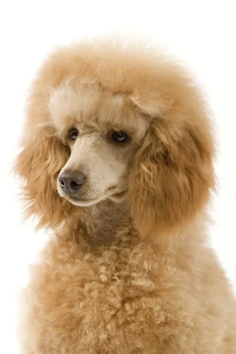 Framed Print : Dog - Apricot Poodle