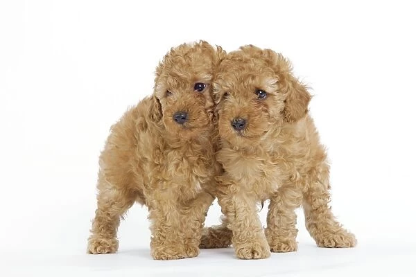 Dog - Apricot Poodle - Two together