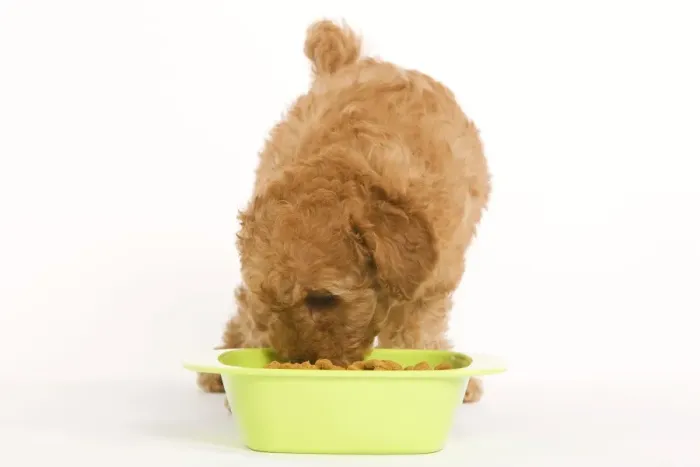Framed Print : Dog - Apricot Poodle eating dried food from bowl Framed Print : Dog - Apricot Poodle eating dried food from bowl