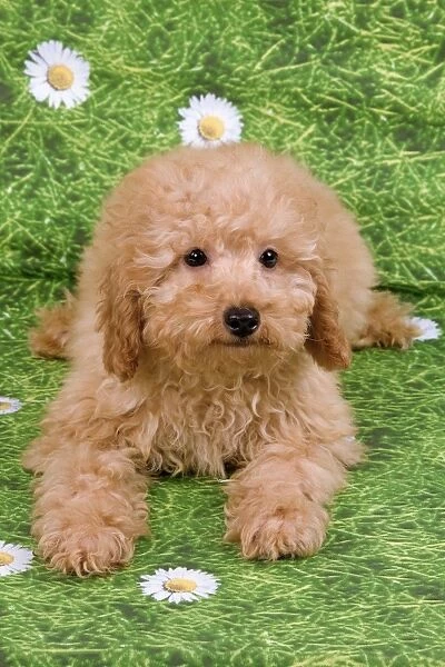 Dog - Apricot poodle puppy
