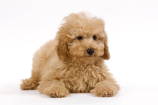 Dog - Apricot poodle puppy in studio