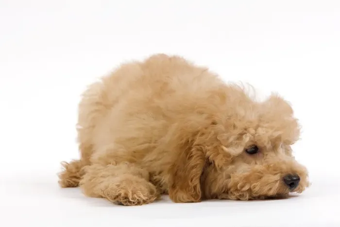 Framed Print : Dog - Apricot poodle puppy in studio Framed Print : Dog - Apricot poodle puppy in studio